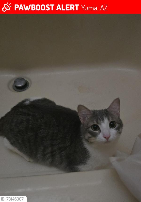 Lost Female Cat last seen Ironwood, Yuma, AZ 85367