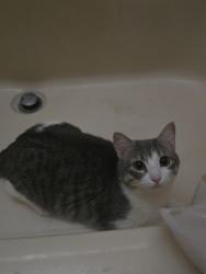 Lost Female Cat last seen Ironwood, Yuma, AZ 85367