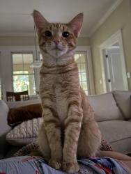 Lost Male Cat last seen Last seen on the 900 block of Austin Avenue in Inman Park across from the Albert, Atlanta, GA 30307