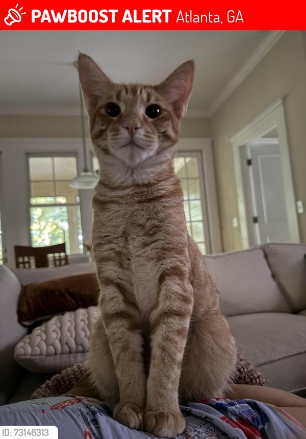 Lost Male Cat last seen Last seen on the 900 block of Austin Avenue in Inman Park across from the Albert, Atlanta, GA 30307