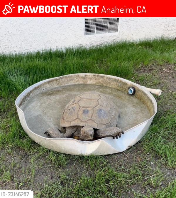 Lost Male Reptile last seen Euclid and Crone, Anaheim, CA 92804