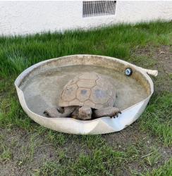 Lost Male Reptile last seen Euclid and Crone, Anaheim, CA 92804
