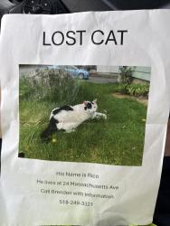 Lost Male Cat last seen Near Massachusetts Ave, Rensselaer, NY 12144