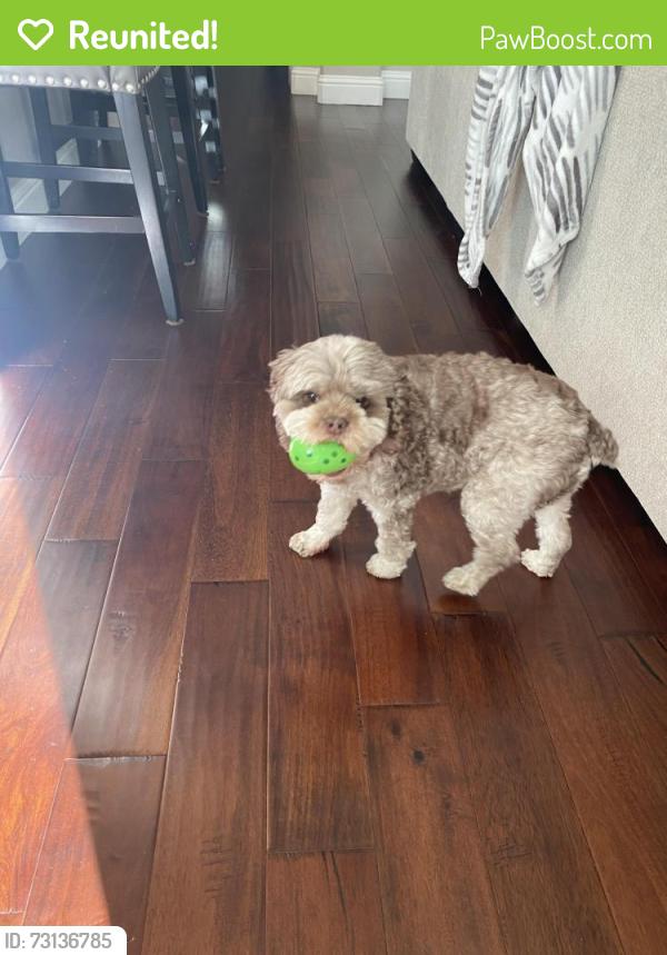 Reunited Male Dog last seen Oak valley Dr, Lincoln, CA 95648