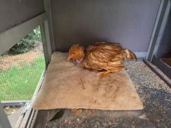 Lost Female Bird last seen San Isidro Dr, Loretta White Ln, Swamp Mallow Dr., Austin, TX 78744