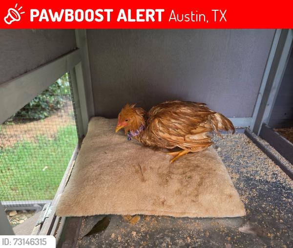 Lost Female Bird last seen San Isidro Dr, Loretta White Ln, Swamp Mallow Dr., Austin, TX 78744