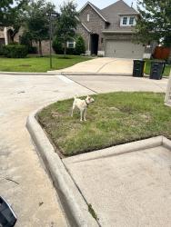 Found/Stray Male Dog last seen Trillium Park Loop 77304, Conroe, TX 77304