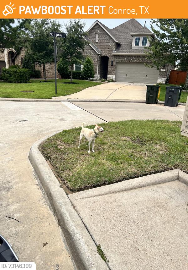 Found/Stray Male Dog last seen Trillium Park Loop 77304, Conroe, TX 77304