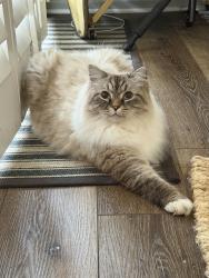 Reunited Male Cat last seen Near 3rd St. Manhattan Beach, CA, Manhattan Beach, CA 90266