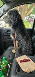 Reunited Male Dog last seen Hoffman, New London, WI 54961