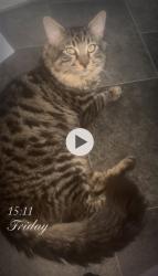 Lost Male Cat last seen Mitcham lane ,, Greater London, England 
