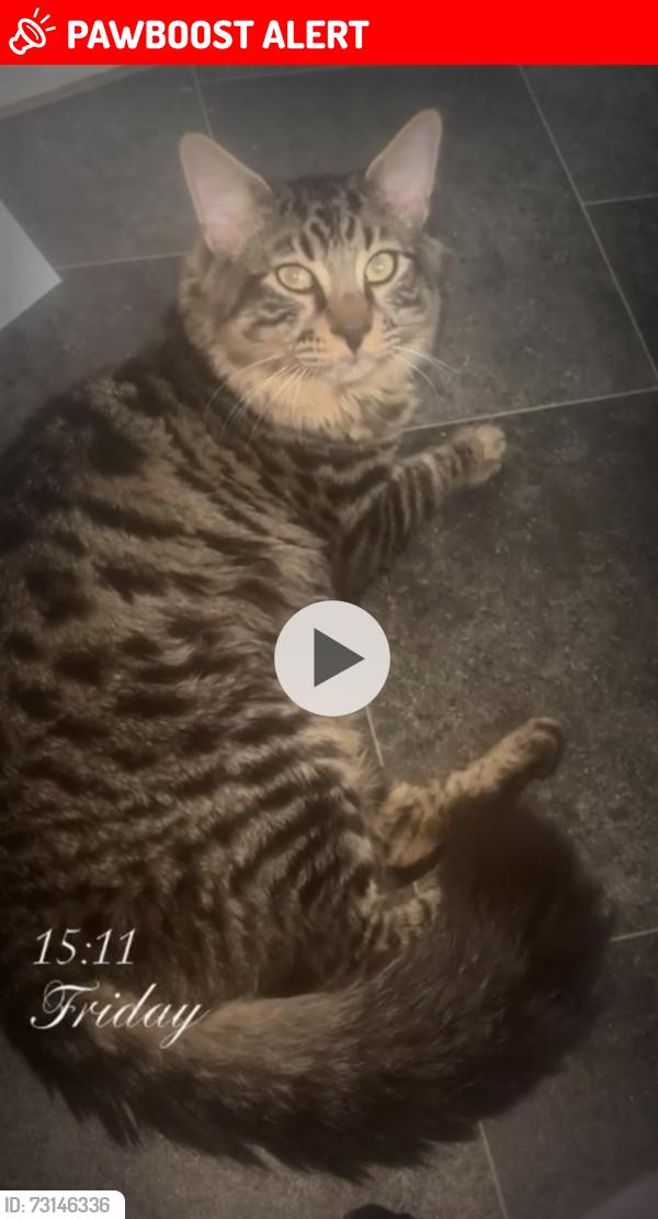 Lost Male Cat last seen Mitcham lane ,, Greater London, England 