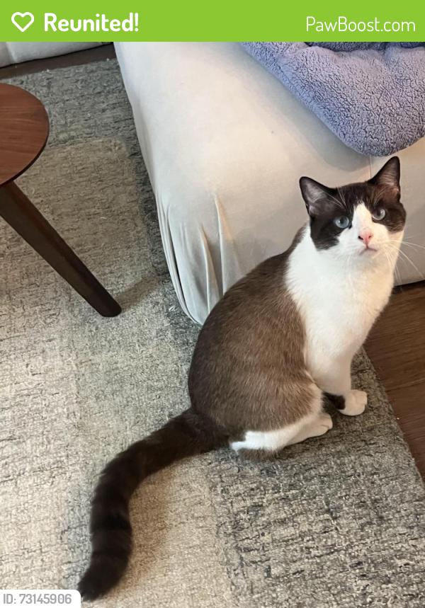 Reunited Male Cat last seen The Haywood, Austin, TX 78748