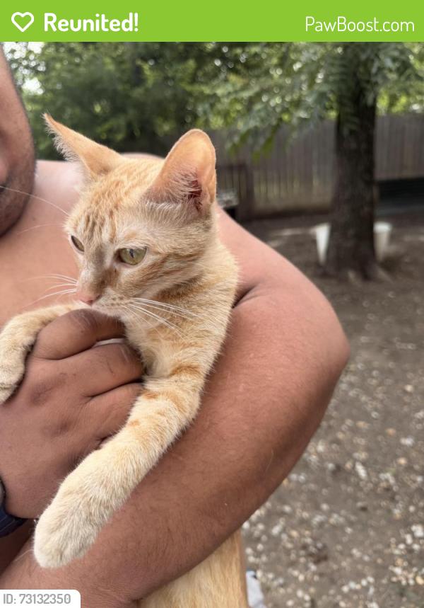 Reunited Female Cat last seen Exeter Ave., Dallas, TX 75216