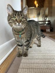 Reunited Male Cat last seen Orlando Ave/Denver Ave, Ottawa, ON 
