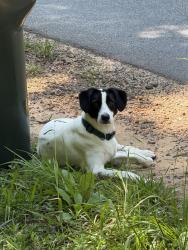 Found/Stray Unknown Dog last seen Hamburg rd with sandelwood dr in easley, Pickens County, SC 29640