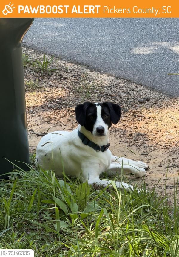 Found/Stray Unknown Dog last seen Hamburg rd with sandelwood dr in easley, Pickens County, SC 29640