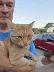 Reunited Male Cat last seen Belvedere & Espolon / close to Polk elementary, El Paso, TX 79912