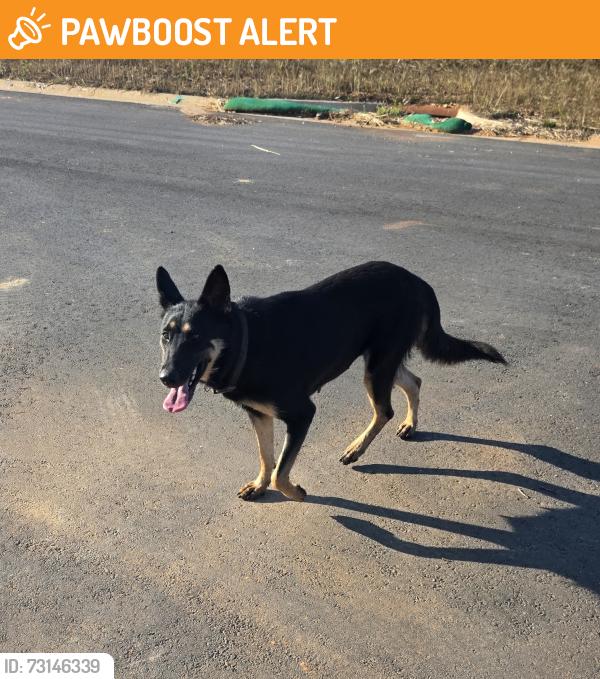 Found/Stray Female Dog last seen East mountain creek road. Or stalling road pebble creek, Greenville County, SC 29687