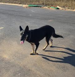 Found/Stray Female Dog last seen East mountain creek road. Or stalling road pebble creek, Greenville County, SC 29687