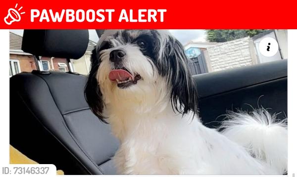 Lost Male Dog last seen astree road, Tividale, England B69 2HG