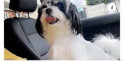 Lost Male Dog last seen astree road, Tividale, England B69 2HG