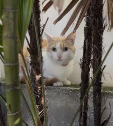 Reunited Unknown Cat last seen Backyard near El Prado and Sterling, Tampa, FL 33629