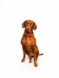 Reunited Female Dog last seen This is the Place park across from Hogle Zoo, Salt Lake City, UT 84108