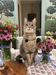Reunited Female Cat last seen Electra and Hermitage, Houston, TX 77079