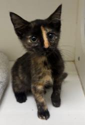 Shelter Stray Female Cat last seen Midwest City, 8485 E Reno Ave, Midwest City, OK 73110, USA