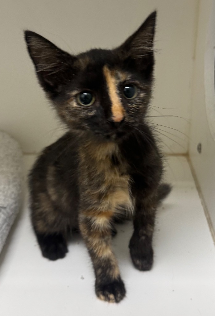 Shelter Stray Female Cat last seen Midwest City, 8485 E Reno Ave, Midwest City, OK 73110, USA