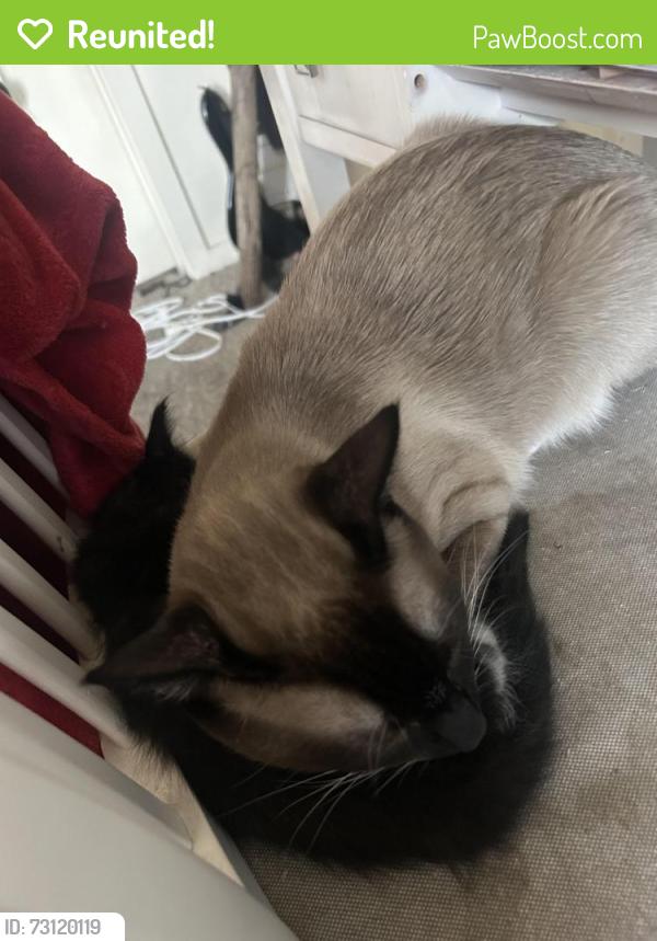 Reunited Male Cat last seen River ridge high school, Olympia, WA 98516