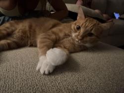 Lost Male Cat last seen Rockfish and Rittenour Dr, Hope Mills, NC 28348