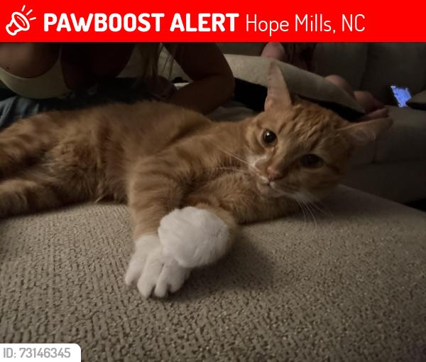 Lost Male Cat last seen Rockfish and Rittenour Dr, Hope Mills, NC 28348