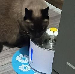 Lost Male Cat last seen Between Division and State, Ann Arbor, MI 48104