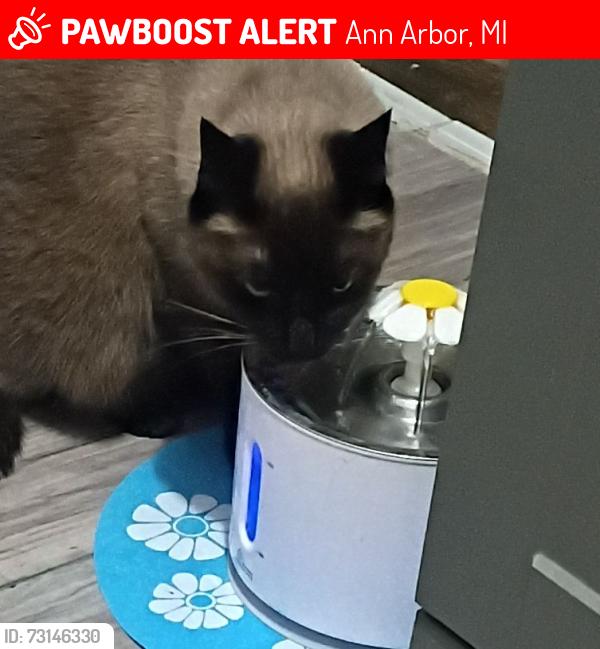 Lost Male Cat last seen Between Division and State, Ann Arbor, MI 48104
