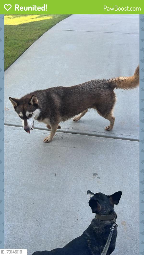 Reunited Female Dog last seen Near collette cv, Newnan, GA 30265
