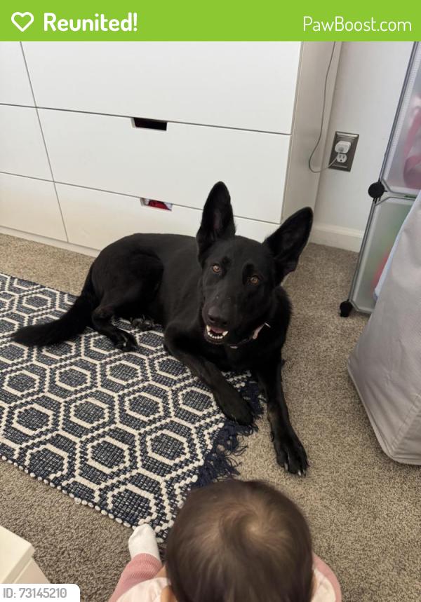 Reunited Female Dog last seen Little Caesars on El Cajon Blvd & College Ave 92115, San Diego, CA 92115