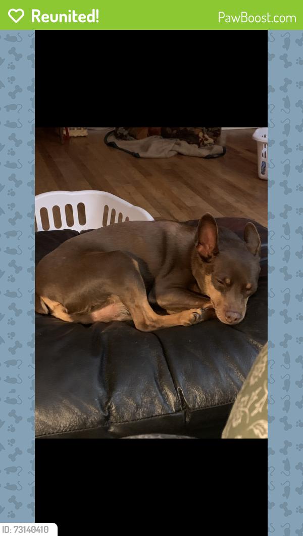 Reunited Male Dog last seen Near Radiant Church, Richland, MI 49083