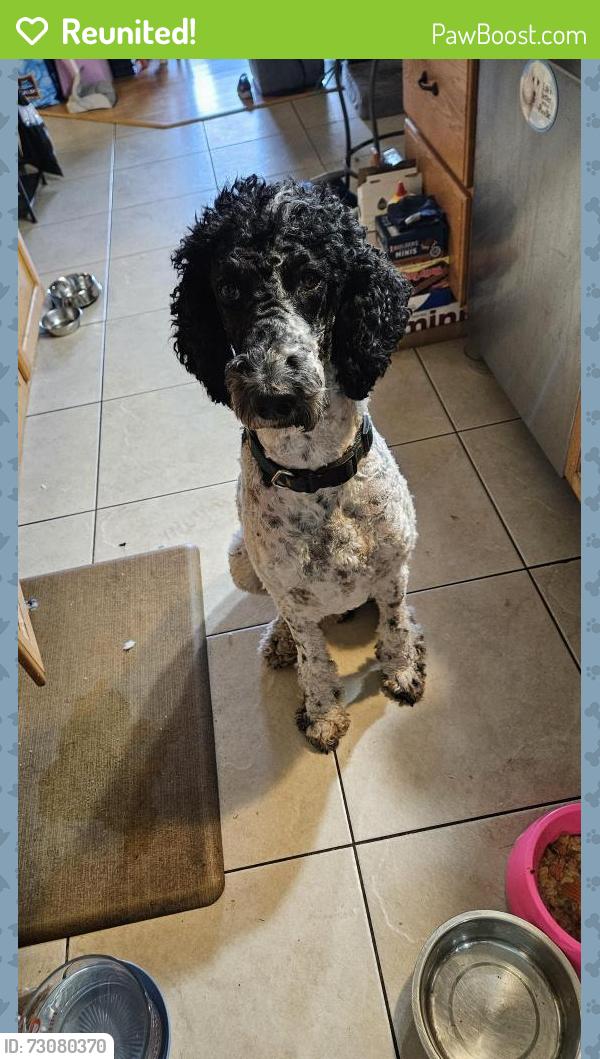 Reunited Male Dog last seen Berkshire, Port St. Lucie, FL 34952
