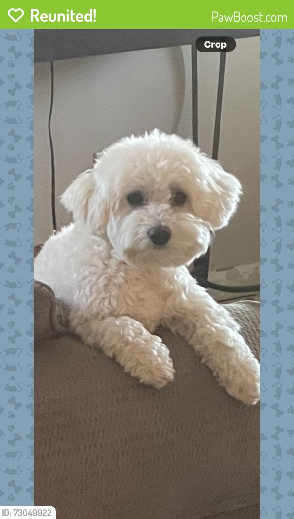 Reunited Male Dog last seen ave 49 towards coachella dirt parking lot, Coachella, CA 92236