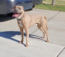 Reunited Unknown Dog last seen Tembrook, Sacramento, CA 95864