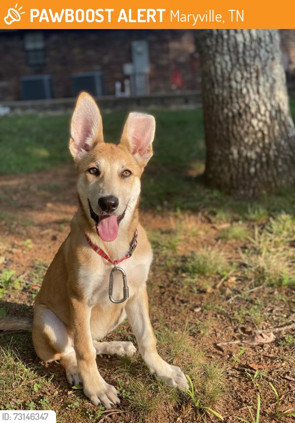 Found/Stray Female Dog last seen Montvale Station, Maryville, TN 37803