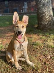 Found/Stray Female Dog last seen Montvale Station, Maryville, TN 37803