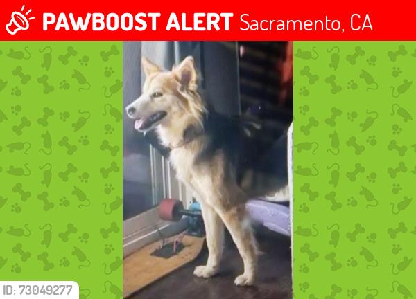 Lost Female Dog last seen Shady leaf and Pinedale ave by levy in N. Sacramento, Sacramento, CA 95838
