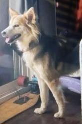 Lost Female Dog last seen Shady leaf and Pinedale ave by levy in N. Sacramento, Sacramento, CA 95838
