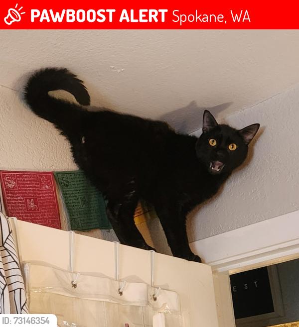 Lost Male Cat last seen Mission and Riverton. Stevens elementary, Spokane, WA 99202