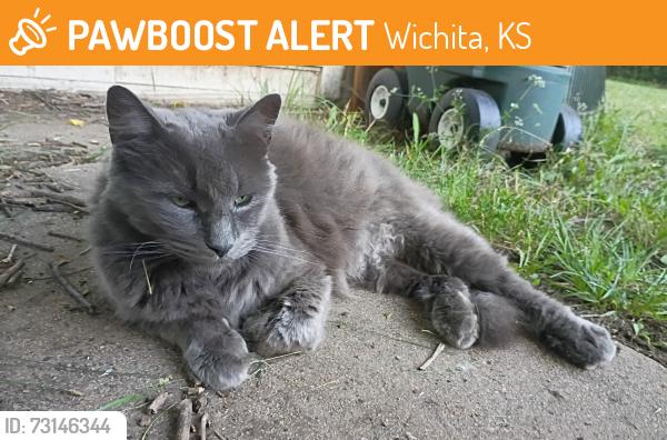Found/Stray Male Cat last seen Pawnee and Mosley, Wichita, KS 67216