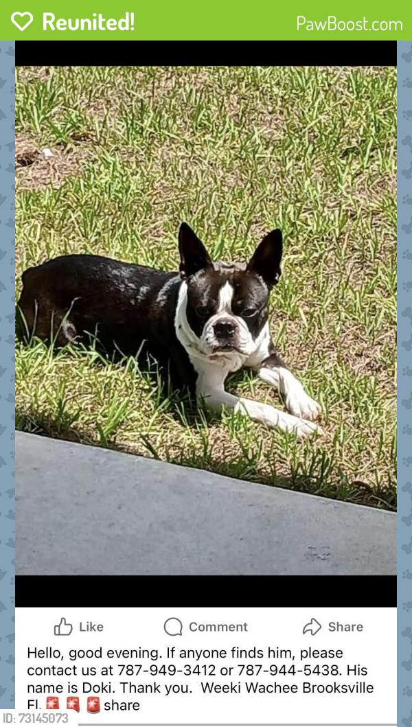 Reunited Male Dog last seen Scottboro Weeki Wachee, Hernando County, FL 34614