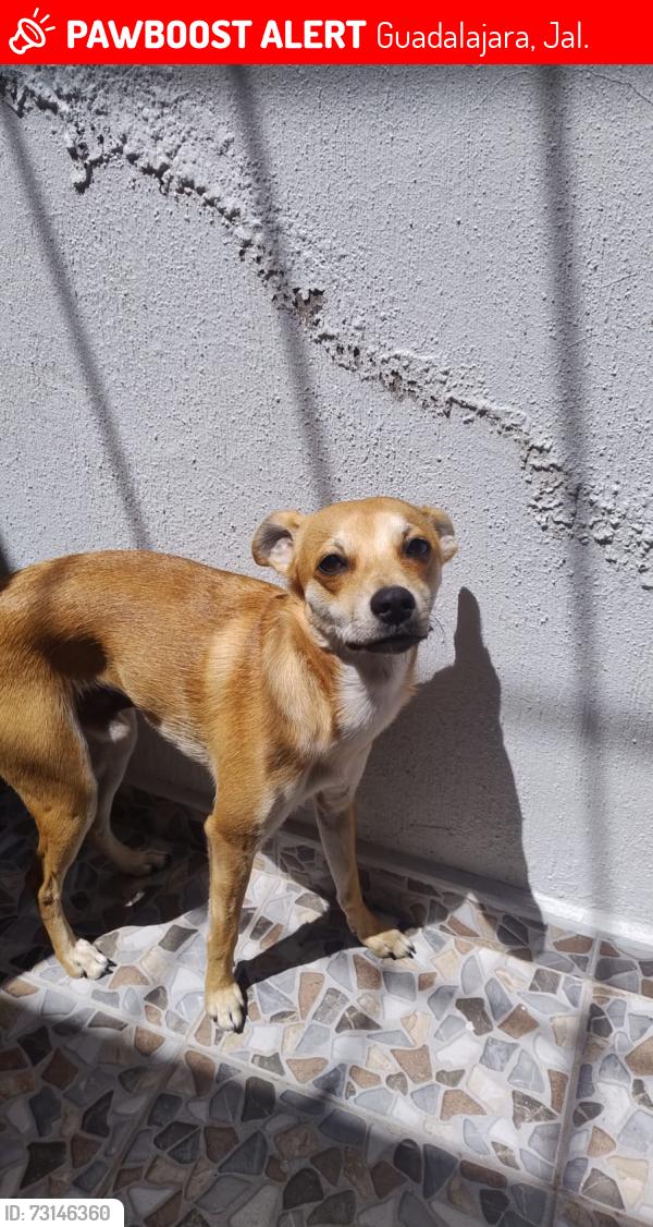 Lost Male Dog last seen Jardines botánicos, Guadalajara, Jal. 